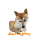 Shiba Inu Forte (English Version)（個別スタンプ：16）