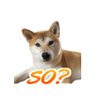 Shiba Inu Forte (English Version)（個別スタンプ：17）