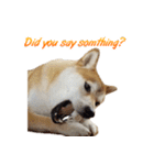 Shiba Inu Forte (English Version)（個別スタンプ：18）