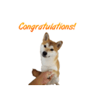 Shiba Inu Forte (English Version)（個別スタンプ：19）