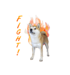 Shiba Inu Forte (English Version)（個別スタンプ：21）