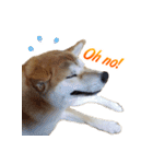 Shiba Inu Forte (English Version)（個別スタンプ：22）