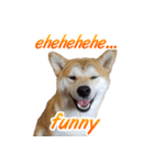 Shiba Inu Forte (English Version)（個別スタンプ：23）