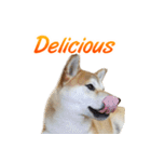 Shiba Inu Forte (English Version)（個別スタンプ：24）