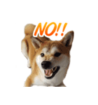 Shiba Inu Forte (English Version)（個別スタンプ：27）
