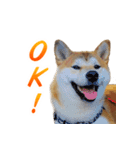 Shiba Inu Forte (English Version)（個別スタンプ：29）