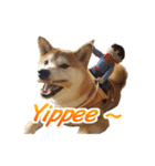 Shiba Inu Forte (English Version)（個別スタンプ：30）