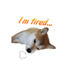 Shiba Inu Forte (English Version)（個別スタンプ：31）