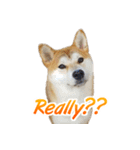 Shiba Inu Forte (English Version)（個別スタンプ：32）
