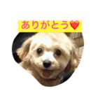 チワプーの毎日使えるスタンプ（個別スタンプ：1）