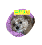 チワプーの毎日使えるスタンプ（個別スタンプ：4）
