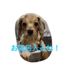 チワプーの毎日使えるスタンプ（個別スタンプ：7）