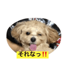 チワプーの毎日使えるスタンプ（個別スタンプ：8）