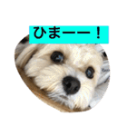 チワプーの毎日使えるスタンプ（個別スタンプ：10）