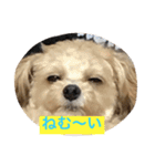 チワプーの毎日使えるスタンプ（個別スタンプ：11）