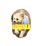 チワプーの毎日使えるスタンプ（個別スタンプ：12）