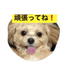 チワプーの毎日使えるスタンプ（個別スタンプ：13）
