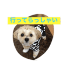 チワプーの毎日使えるスタンプ（個別スタンプ：14）