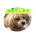 チワプーの毎日使えるスタンプ（個別スタンプ：16）