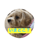 チワプーの毎日使えるスタンプ（個別スタンプ：24）