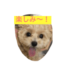 チワプーの毎日使えるスタンプ（個別スタンプ：25）