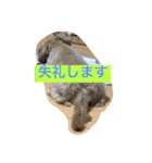 チワプーの毎日使えるスタンプ（個別スタンプ：26）