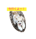 チワプーの毎日使えるスタンプ（個別スタンプ：29）