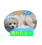 チワプーの毎日使えるスタンプ（個別スタンプ：31）