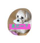 チワプーの毎日使えるスタンプ（個別スタンプ：32）