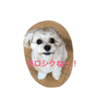 チワプーの毎日使えるスタンプ（個別スタンプ：35）
