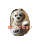 チワプーの毎日使えるスタンプ（個別スタンプ：36）