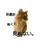 猫すたんぷ×ソマリ（個別スタンプ：1）