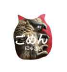 猫すたんぷ×ソマリ（個別スタンプ：3）