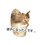 猫すたんぷ×ソマリ（個別スタンプ：4）