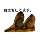 猫すたんぷ×ソマリ（個別スタンプ：5）