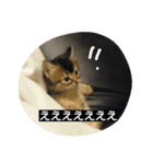 猫すたんぷ×ソマリ（個別スタンプ：7）