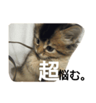 猫すたんぷ×ソマリ（個別スタンプ：8）