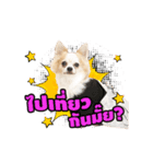 Tato the Chihuahua（個別スタンプ：11）