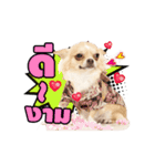 Tato the Chihuahua（個別スタンプ：15）