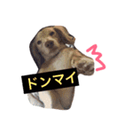 いぶとらむ2（個別スタンプ：17）