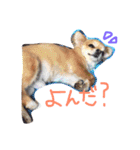 いぶとらむ2（個別スタンプ：21）