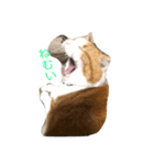 my cats, jojoutaten（個別スタンプ：1）
