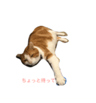 my cats, jojoutaten（個別スタンプ：2）