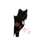 my cats, jojoutaten（個別スタンプ：3）