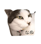 my cats, jojoutaten（個別スタンプ：4）