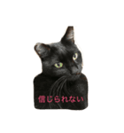 my cats, jojoutaten（個別スタンプ：5）