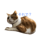 my cats, jojoutaten（個別スタンプ：6）