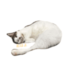 my cats, jojoutaten（個別スタンプ：7）