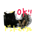 ビッグとキャリー（個別スタンプ：4）