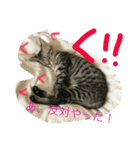 ビッグとキャリー（個別スタンプ：11）